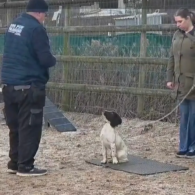 Neil running a place mat exercise with a spaniel Dog Paw Training Bolton