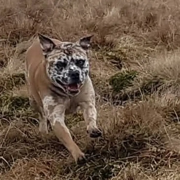 Bulldog running across a field on a recall Dog Paw Training Bolton