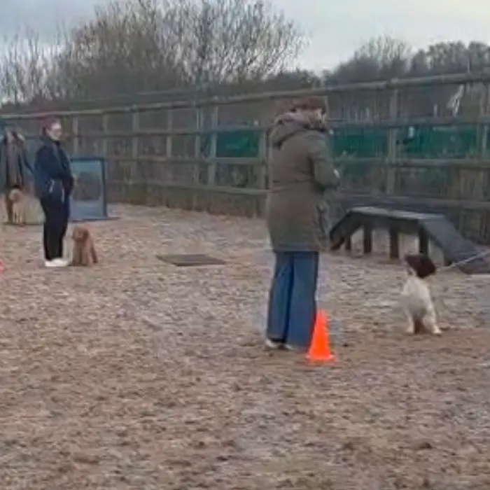 Owners and dogs working through an exercise at a training class Dog Paw Training Bolton