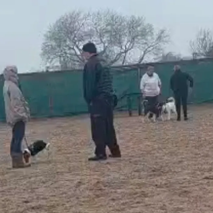 Handlers and dogs at an outdoor training session Dog Paw Training Bolton