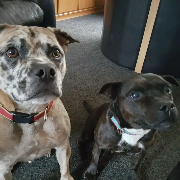 Two dogs waiting for a cue at home Dog Paw Training Bolton