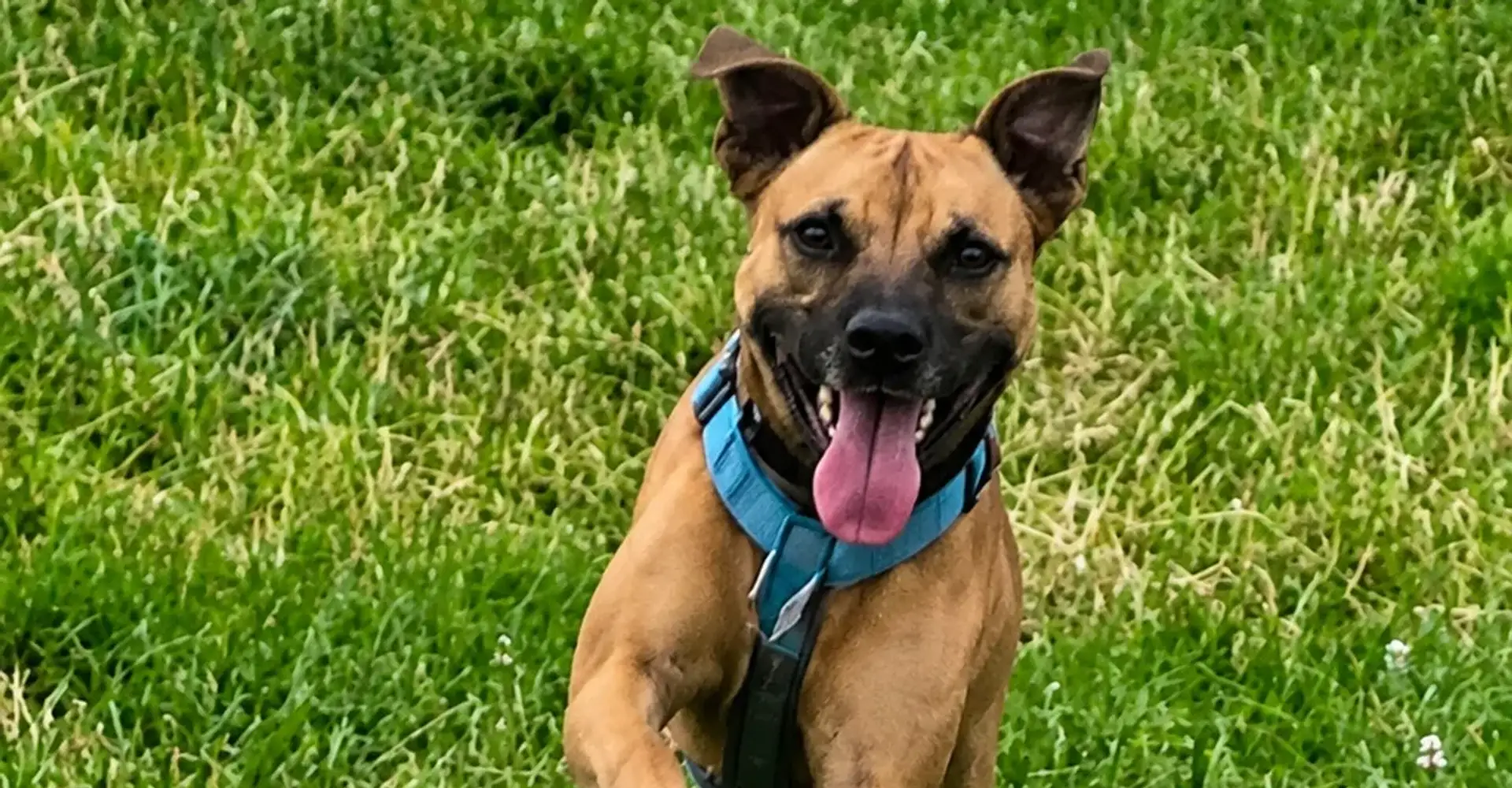 Dog returning on a recall during training with Dog Paw Training in Bolton