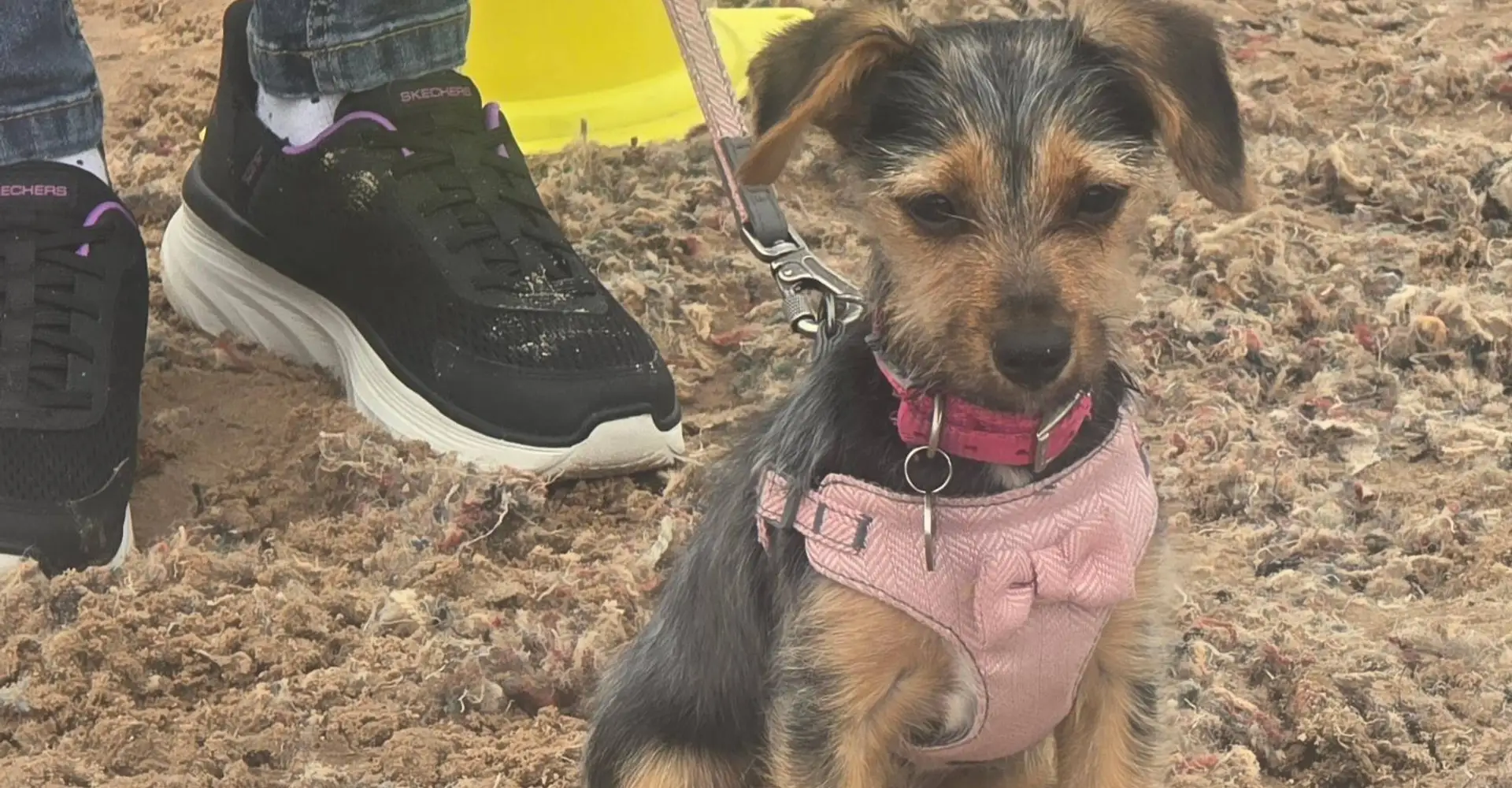Terrier puppy on a loose lead at a Dog Paw Training class in Bolton