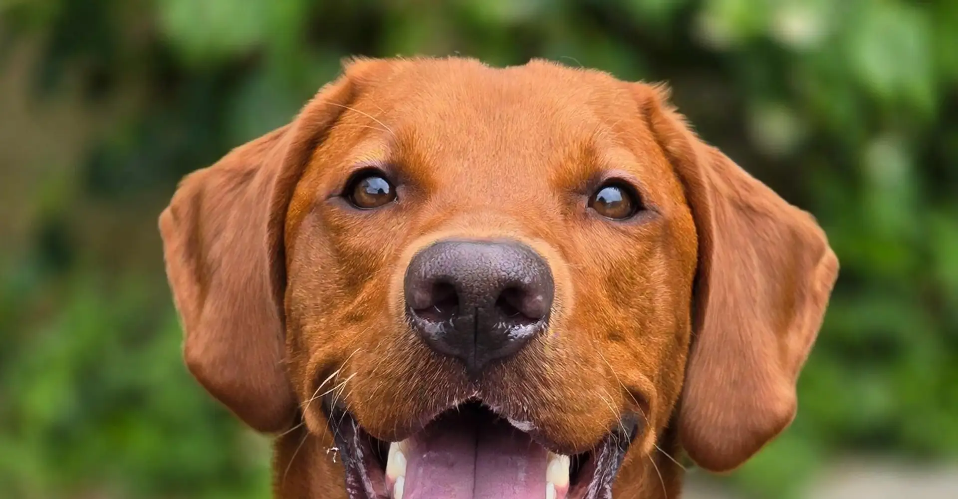 Fox red Labrador trained by Dog Paw Training in Bolton