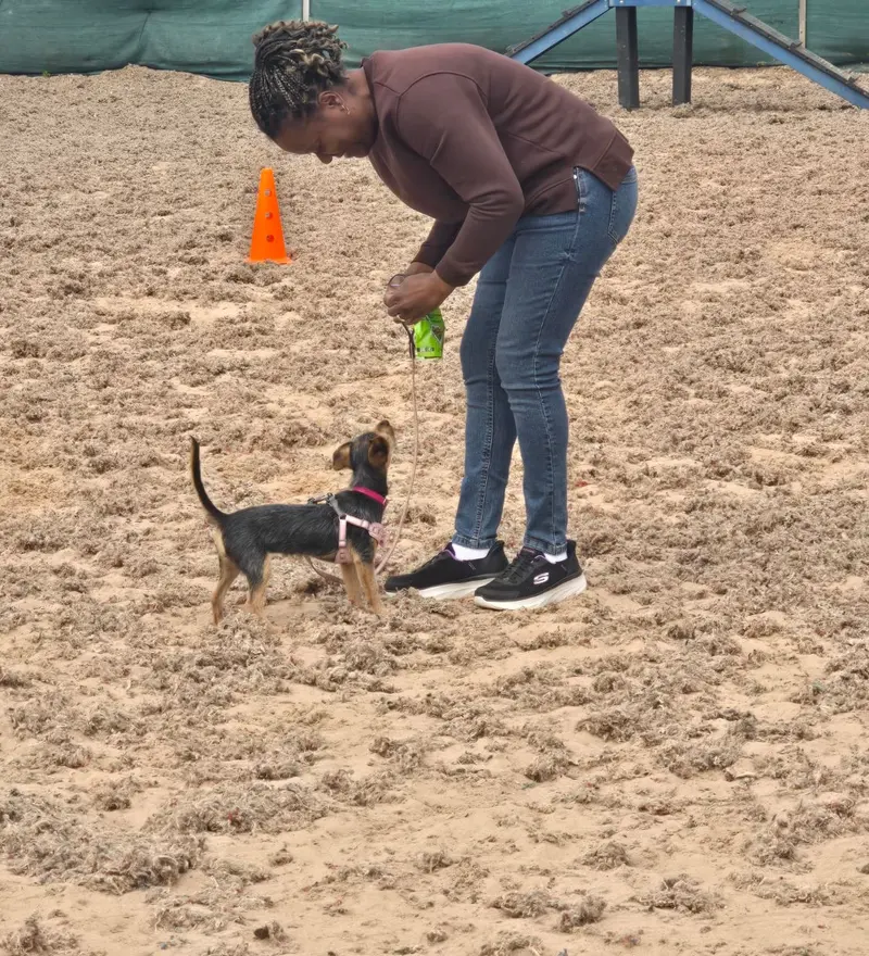 1-2-1 dog training session with a handler and her puppy Dog Paw Training Bolton