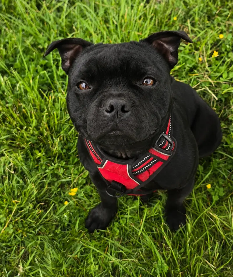 Staffordshire Bull Terrier sitting on cue in a harness Dog Paw Training Bolton