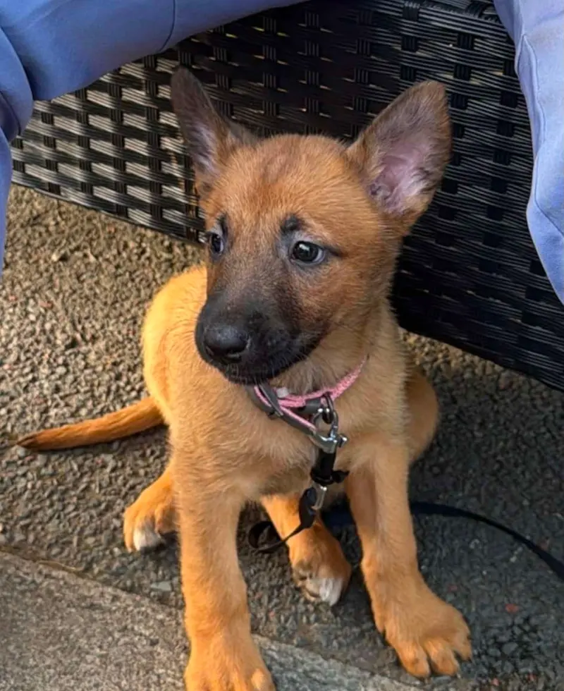 Puppy sitting during a weekend puppy class Dog Paw Training Bolton