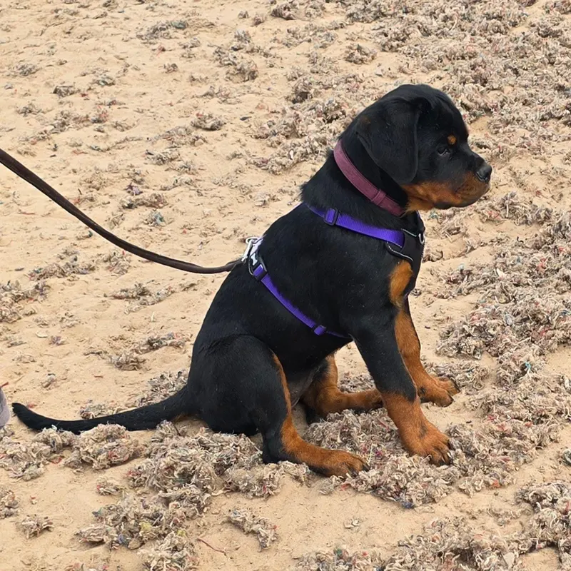 Rottweiler puppy holding a sit on a loose lead Dog Paw Training Bolton
