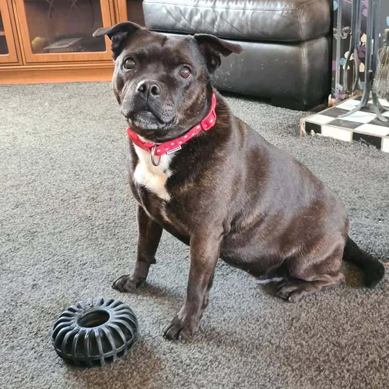 Staffordshire Bull Terrier sitting calmly with his toy Dog Paw Training Bolton
